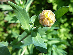 Flowerhead in bud
