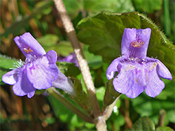 Two purple flowers