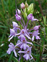 Pink fragrant orchid