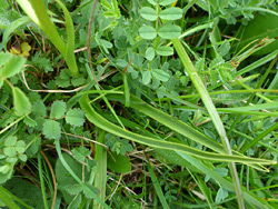 Narrow leaves