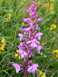 Pink fragrant orchid