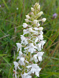 Fragrant orchid - white