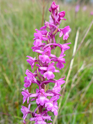 Marsh fragrant orchid