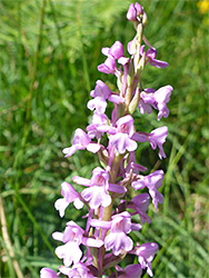 Pale pink flowers