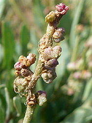 Halimione portulacoides