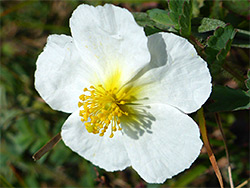 White rock-rose