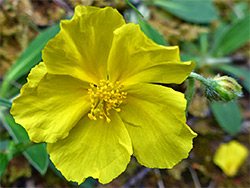 Yellow flowers