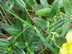 Hairy leaves