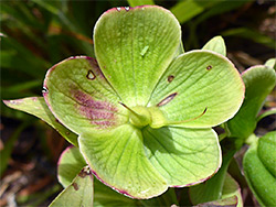 Helleborus foetidus