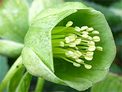 Green flower