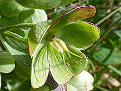 Withering flower