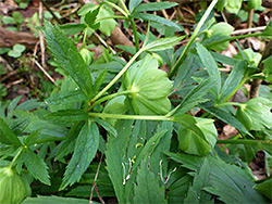 Leaves and flowers