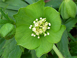 Green flower