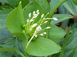 White anthers