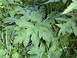 Sharp-toothed leaves