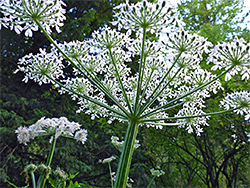 Giant hogweed