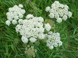 Dense flower clusters