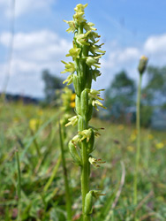 Musk orchid flowers