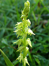 Pale-coloured flowers