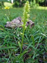 Musk orchid stem