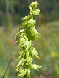 Downwards-pointing flowers