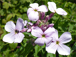 Pale pink flowers