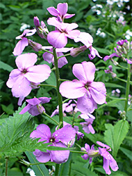 Pink flowers