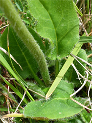 Basal leaves