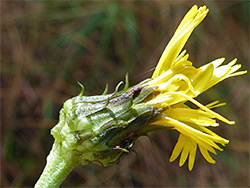 Canadian hawkweed