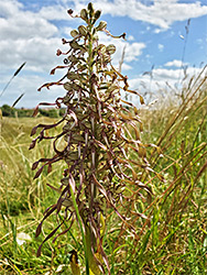 Stout stem