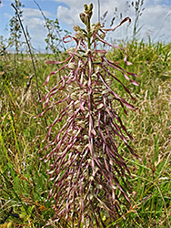 Numerous flowers