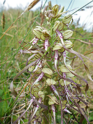 Pale green sepals