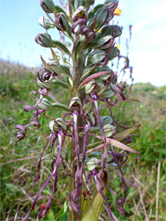 Clustered flowers