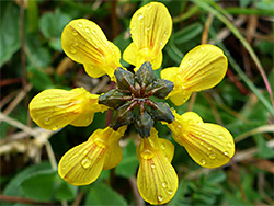 Horseshoe vetch