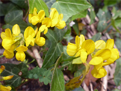 Flower clusters