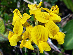 Yellow flowers