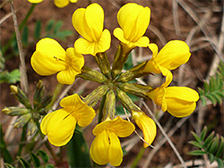 Horseshoe vetch