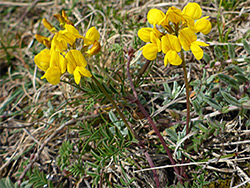 Two flowering stems