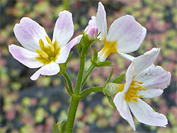 Hottonia palustris