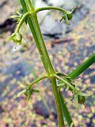 Developing fruits