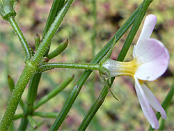 Spreading sepals