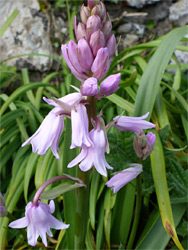 Developing flower cluster