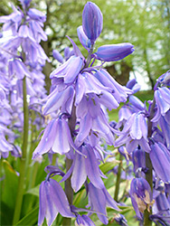 Buds and flowers