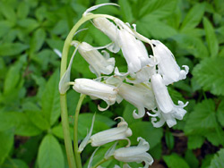 White flowers