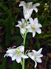 Six white flowers