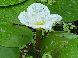 Flower and leaves