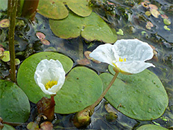 White flowers