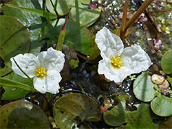 Aquatic wildflowers