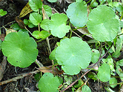 Hydrocotyle vulgaris