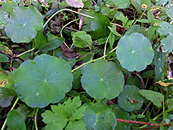 Scalloped leaf margins